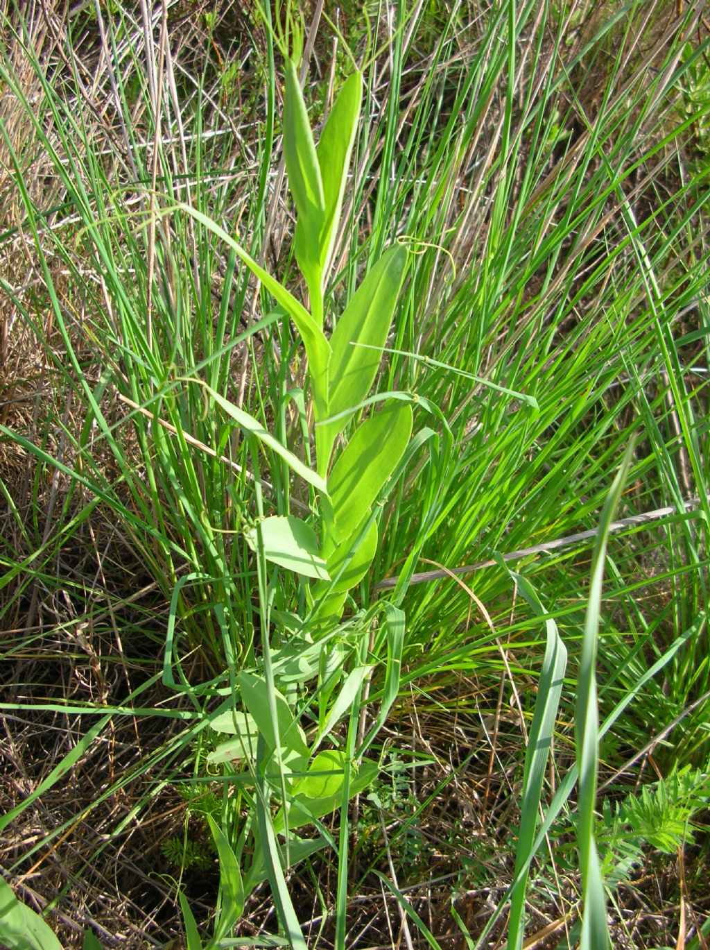 Lathyrus ochrus
